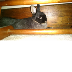 oreo bunny cute