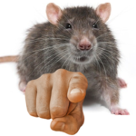 EPIC RAT GROUP COOL KIDS ONLY