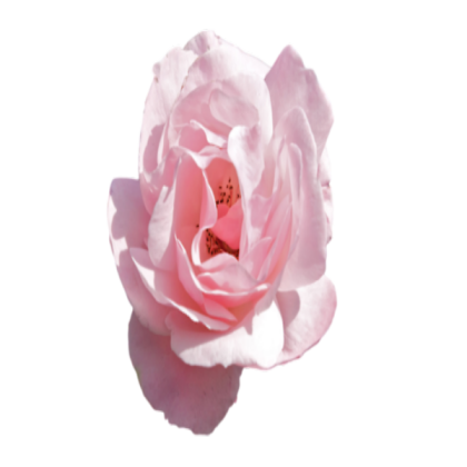 pink flower (transparent) Roblox decal