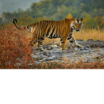 tiger’s turf