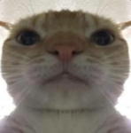 Cat Coolwip