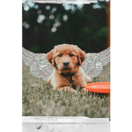 Puppy puppy puppy