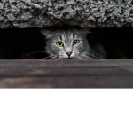 gangsta cat clan