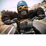 Funky Monke Mafia