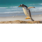 Penguin friends fans group