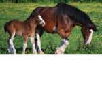 horse party world