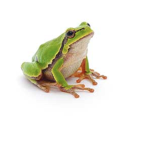 The Nation of the Frogs