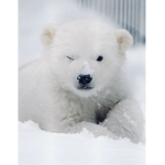 ~ epic bearz :3 ~