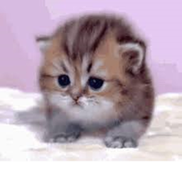 cat store !