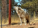 Wolvesgameinggroup