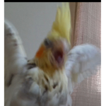 Amiguinhos UwU XD sou linda