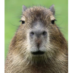 Reese’s capybara