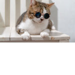 Kate’s cool cats