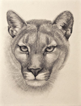 DaCougars!