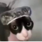 ~*KatNap*~