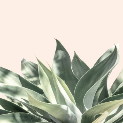 blush pink plant Roblox decal