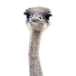 - Ostrich Eggs -