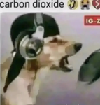 Dog’s Children