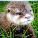 Otter_Crew