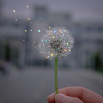 Dandelion Wishes
