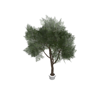Potted Tree