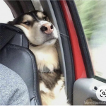 coppie.dogster