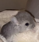 chianna’s chinchillas