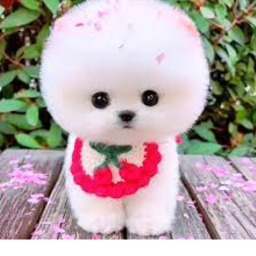 TMO METOTKA