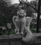 !FAIRYLOVE