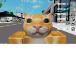 Staring Cat Club