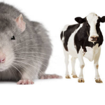 The Rat And Cow Army!