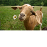 goats have rights too