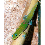 go gecko clan