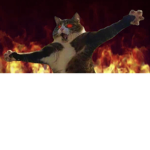 ~The cat group!~