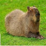 Capybara Supporters
