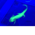 Green Axolotl Cult <3
