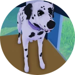 Dalmatian