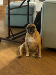 Pugsley367