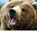 Bears Group Media