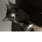 Cats rule ye