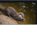 OTTERS!!!!!!