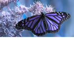 auqagirl0304's Purple Butterfly Club!