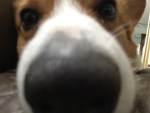 ~Elvis the corgi~