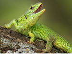 lizard :D