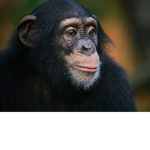 Monke Club Room