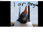 We are Penguin's today