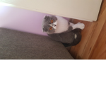 Cats : )
