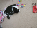 Kitty cat group join now!!!