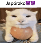 team modykos52