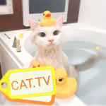 CAT. TV